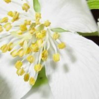 About – Sweet Jasmine